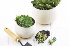 植物养护,从基础知识到实践技巧的全面指南