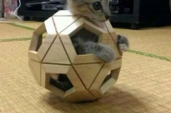 娱乐吃瓜酱猫叫喵喵喵,喵喵喵！娱乐吃瓜酱带你领略猫界趣味