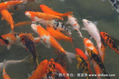 锦鲤鱼的饲养,从水质管理到日常护理的全方位指南